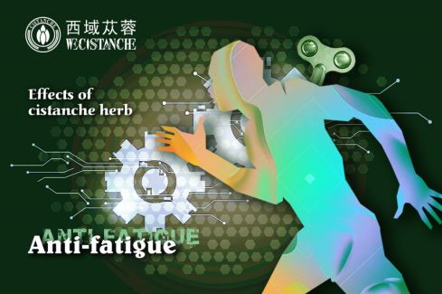 cistanche deserticola extract:anti-fatigue