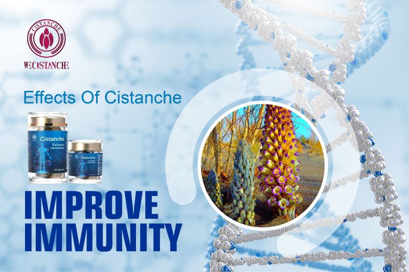 The effective ingredient verbascoside of Cistanche has obvious effect on immune regulation