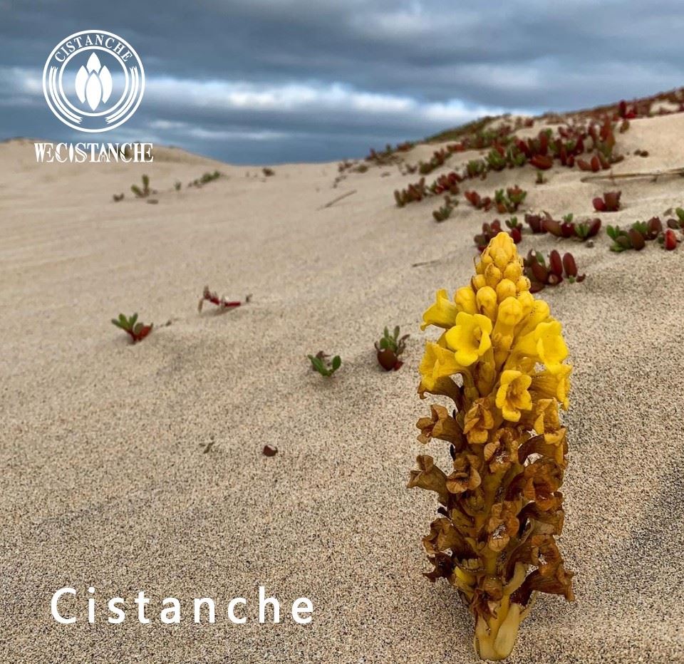 Cistanche