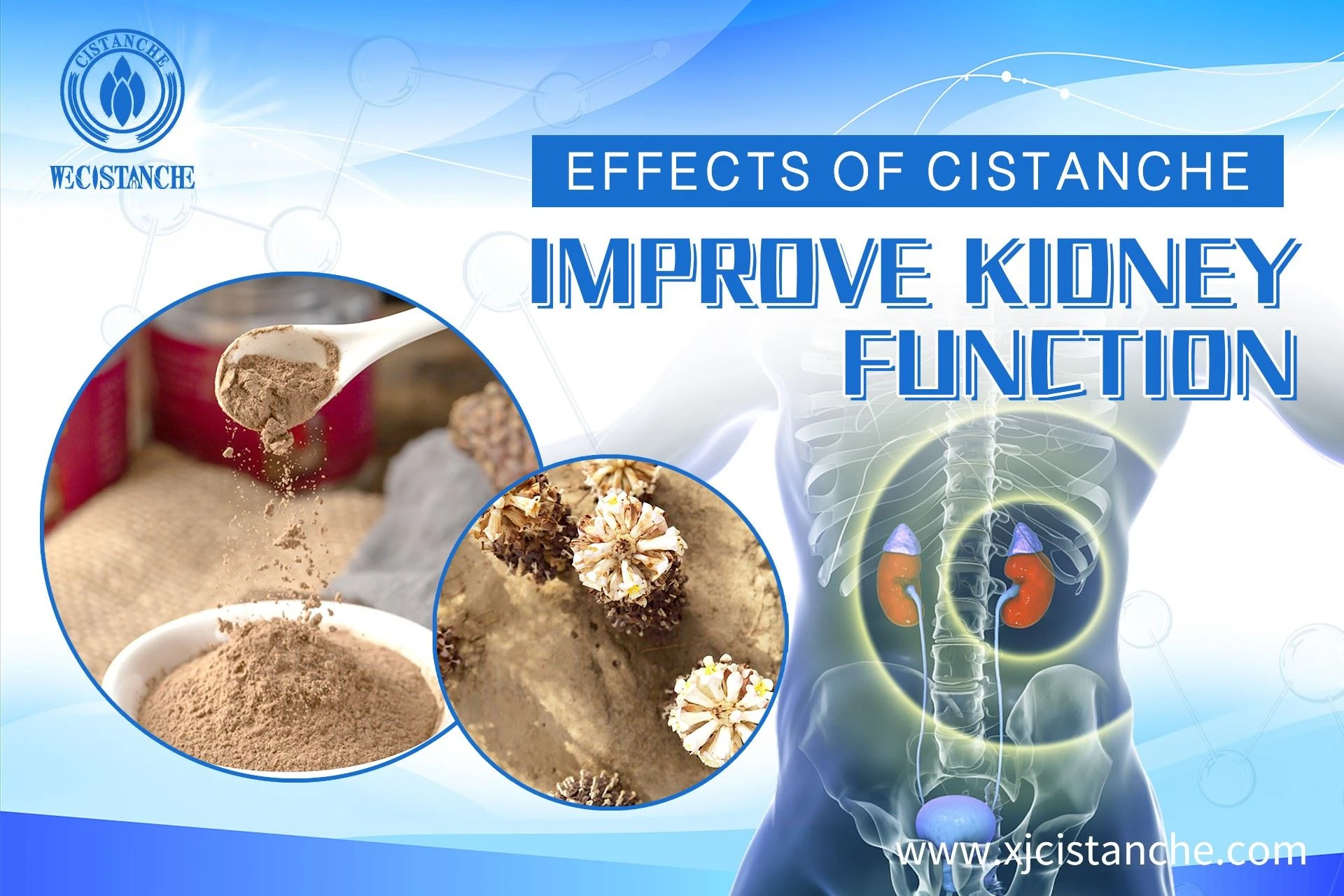 Cistanche improve kidney function