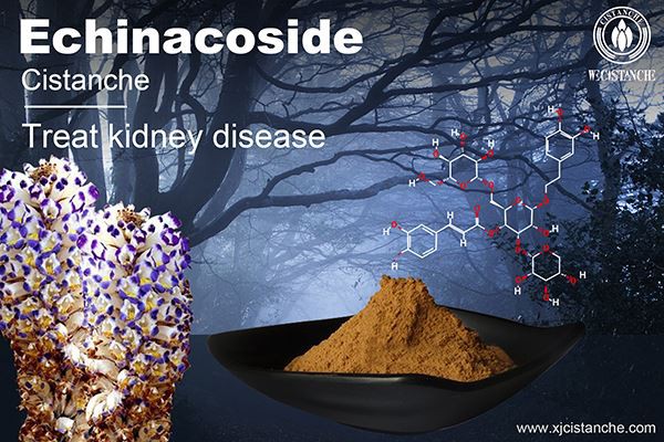 Echinacoside in Cistanche treat kidney disease Echinacoside in Cistanche treat kidney disease