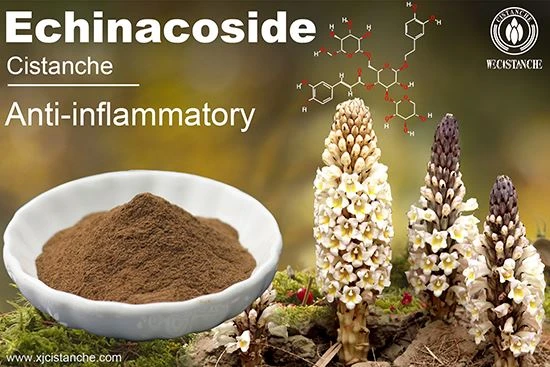 cistanche extract