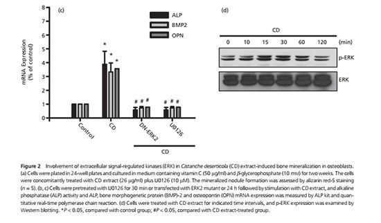 Cistanche deserticola is good for bone formation