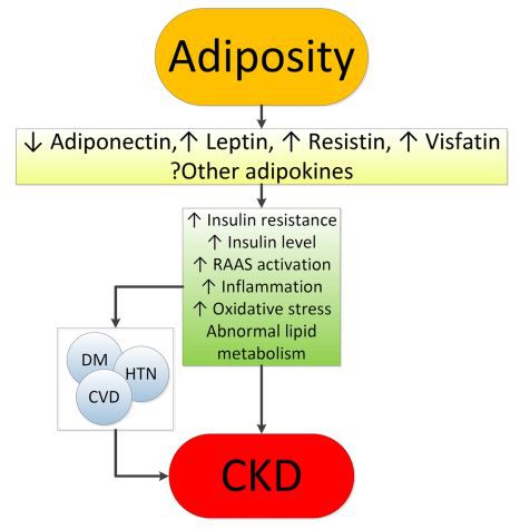 Putative mechanisms of action whereby obesity causes chronic kidney disease