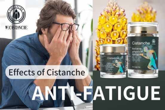 cistanche improve fatigue cistanche improve fatigue