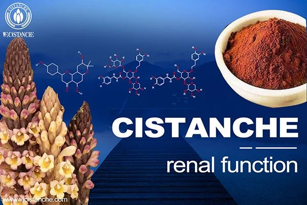Cistanche can improve kidney function Cistanche can improve kidney function