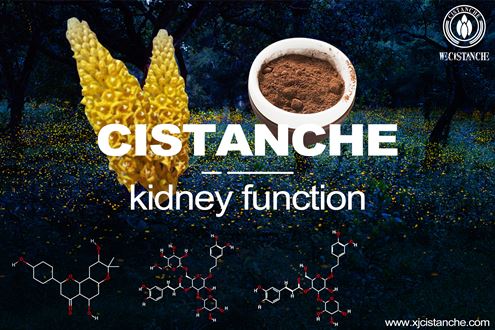 Cistanche-kidnry function