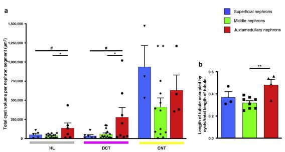 Cistanche-Three-dimensional architecture of nephrons kidney