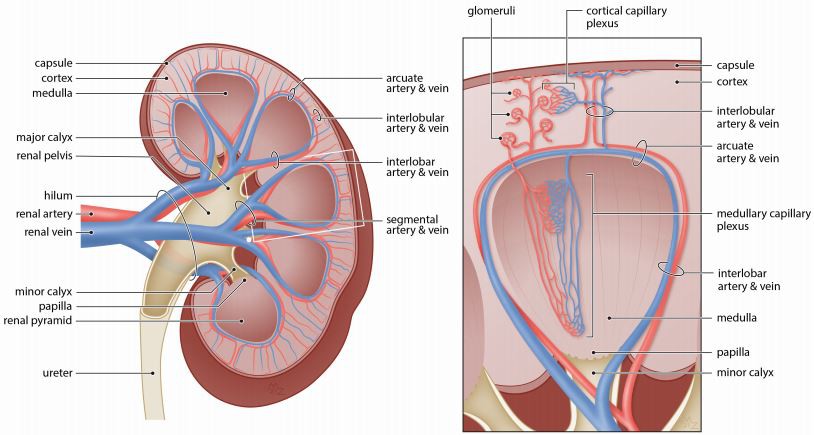 Figure 1. Anatomy of the renal vasculature. Blood enters the kidney via the renal artery which divides dichotomously into segmental arteries and branch progressively into interlobar arteries. Arcuate arteries, separating the border between the cortex and medulla, giving rise to interlobular arteries which further diverge to supply the glomeruli. Besides the glomerular capillary network, the renal microcirculation can be divided into cortical and medullary capillary plexus based on the anatomical location.