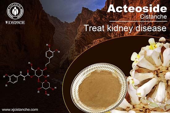 Acteoside in Cistanche is good for kidney function