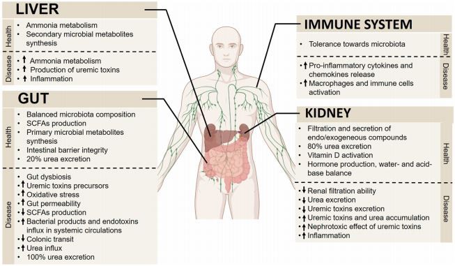 Figure 1. Gut–Kidney Axis Multiorgan Interactions in the Healthy State and in Chronic Kidney Disease (CKD). Illustration of the pivotal role of gut–kidney axis crosstalk with the liver and immune system. Figure created with BioRender.com. Abbreviation: SCFA, short-chain fatty acid.