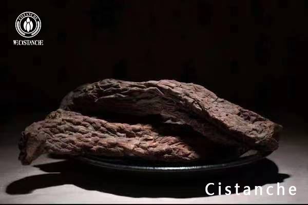 Cistanche