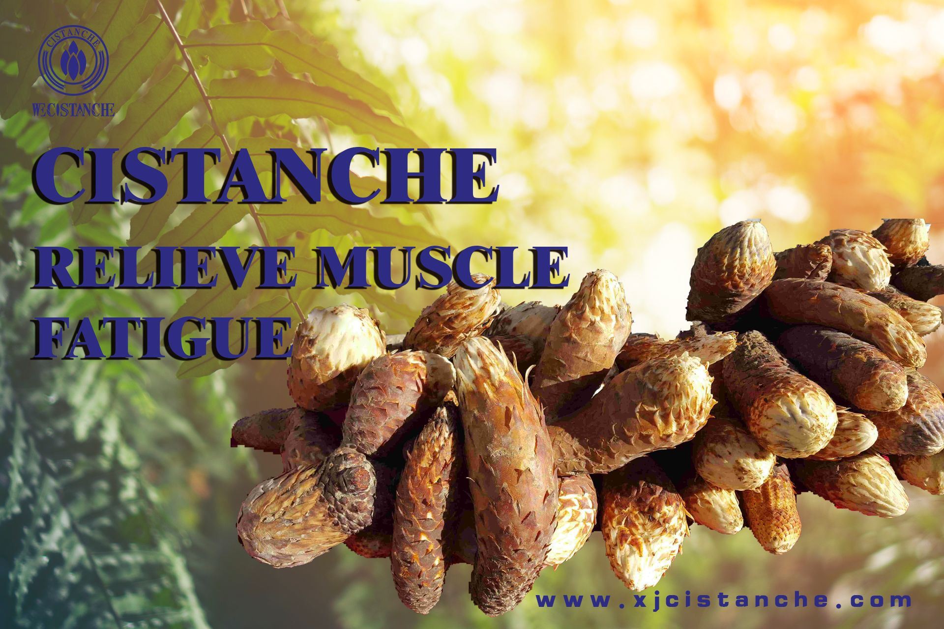 Cistanche can relieve muslce fatigue