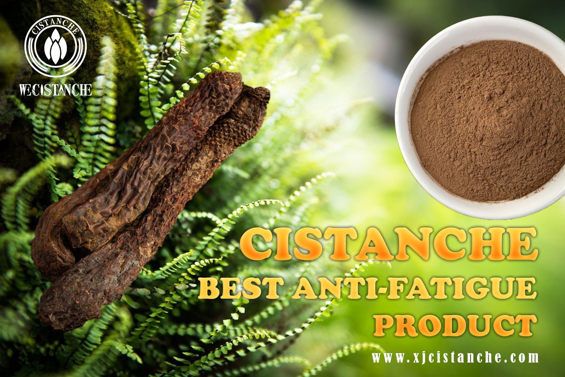 Cistanche is the best anti-fatigue product!