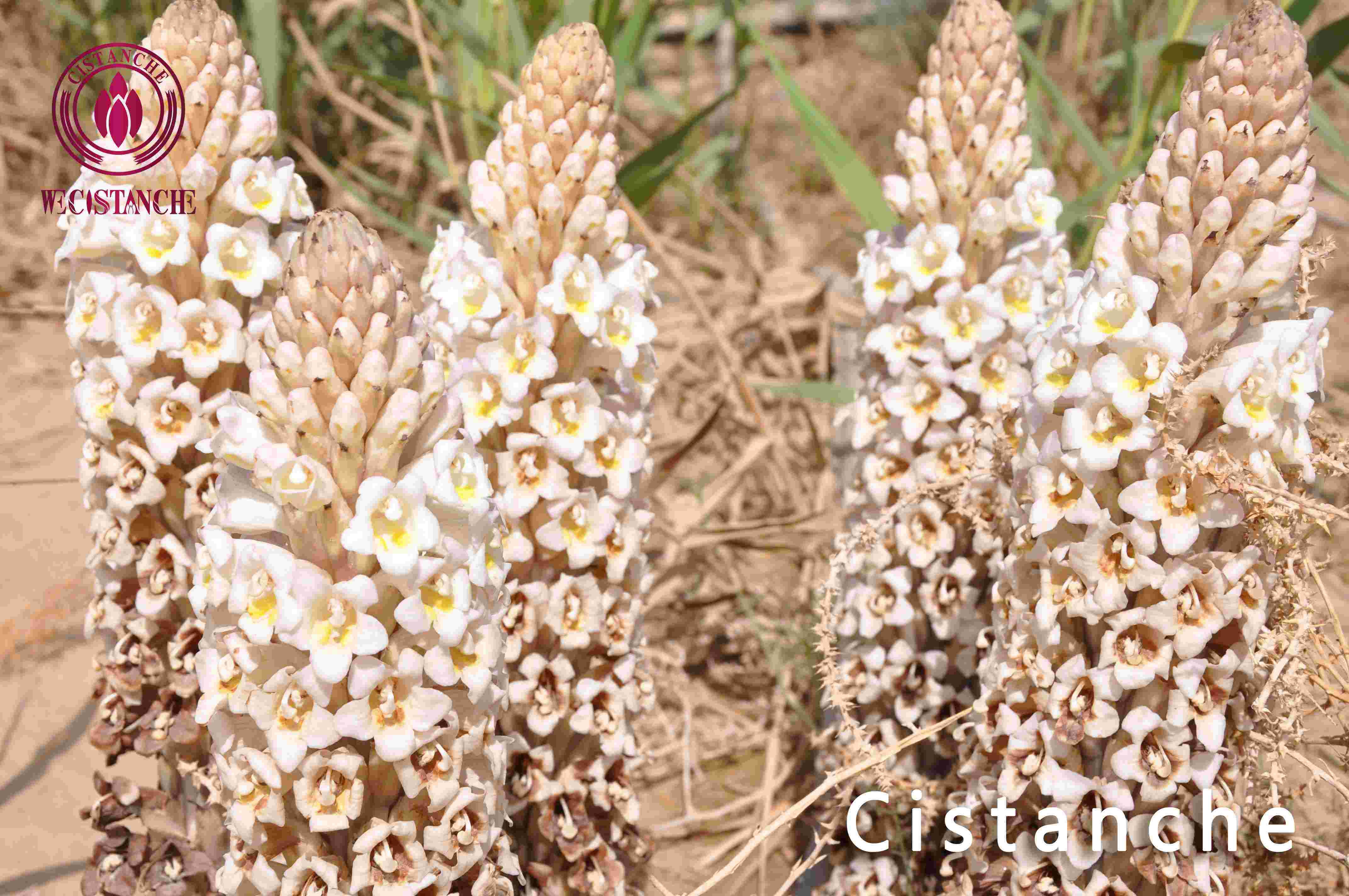 Cistanche
