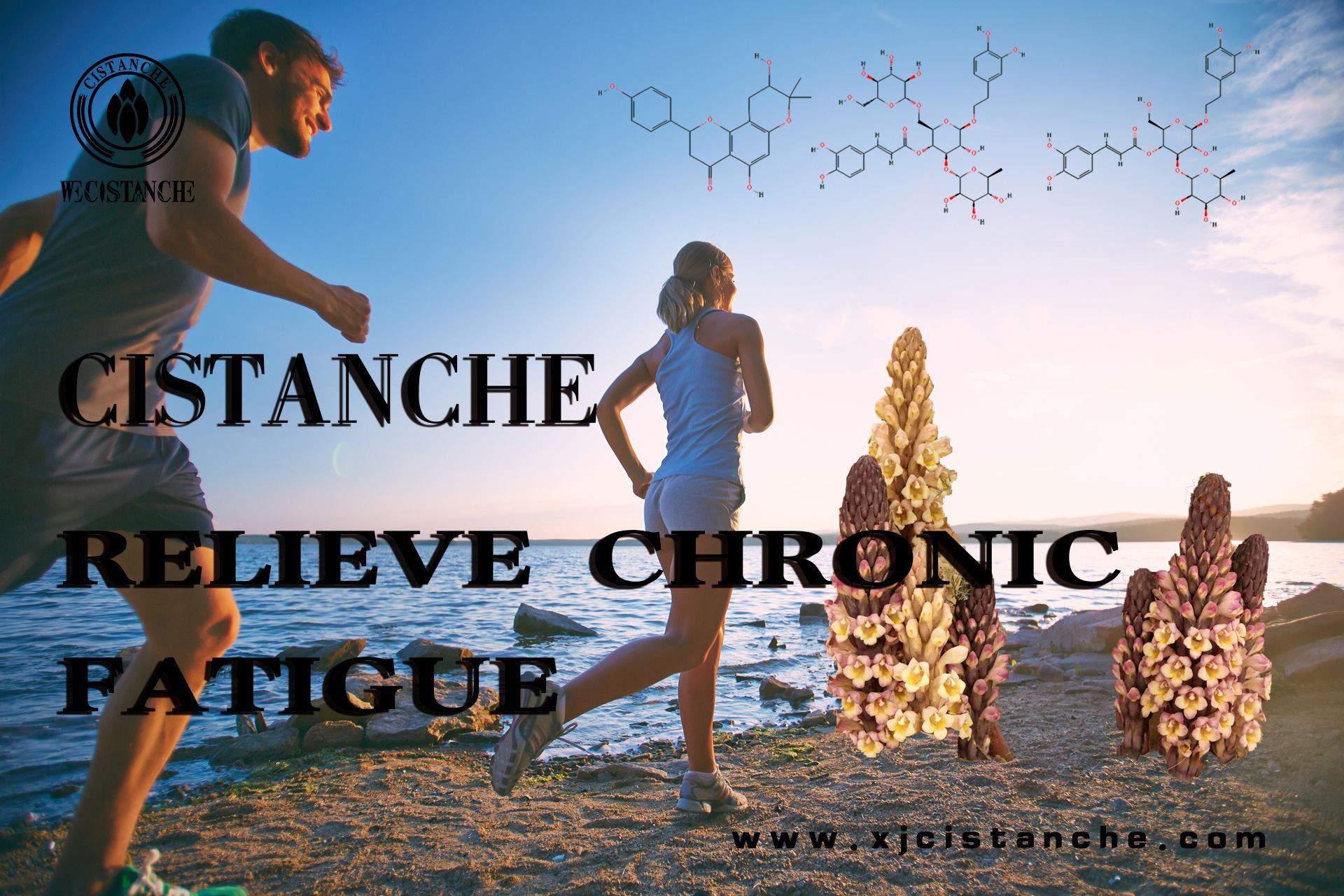 Cistanche can relieve chronic fatigue