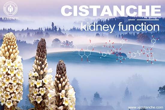 Cistanche-kidney function