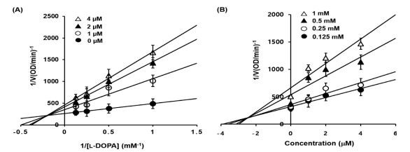 Fig. 2. Lineweaver-Burk (A) and Dixon plots (B) for the inhibition of mushroom tyrosinase by BID3 using L-DOPA as the substrate.
