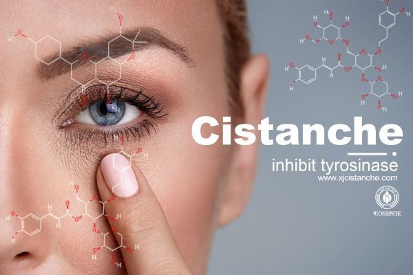 Cistanche extract benefit: inhibits tyrosinase.