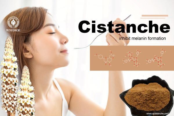 desert cistanche benefits： inhibits melanin formation