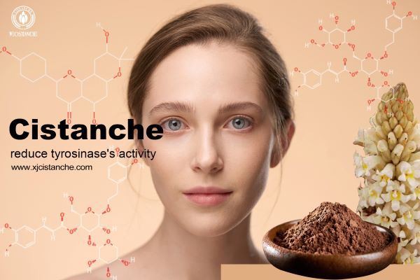 Cistanche reduces tyrosinase's activity.