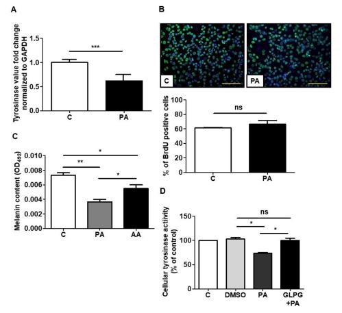 Figure 2. Te efects of tyrosinase gene expression and cell proliferation in melanoma cells afer PA treatment. 