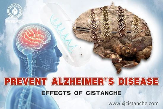Cistanche tubulosa for Alzheimer's disease