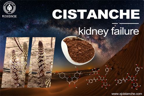 kidney transplantation kidney transplantation