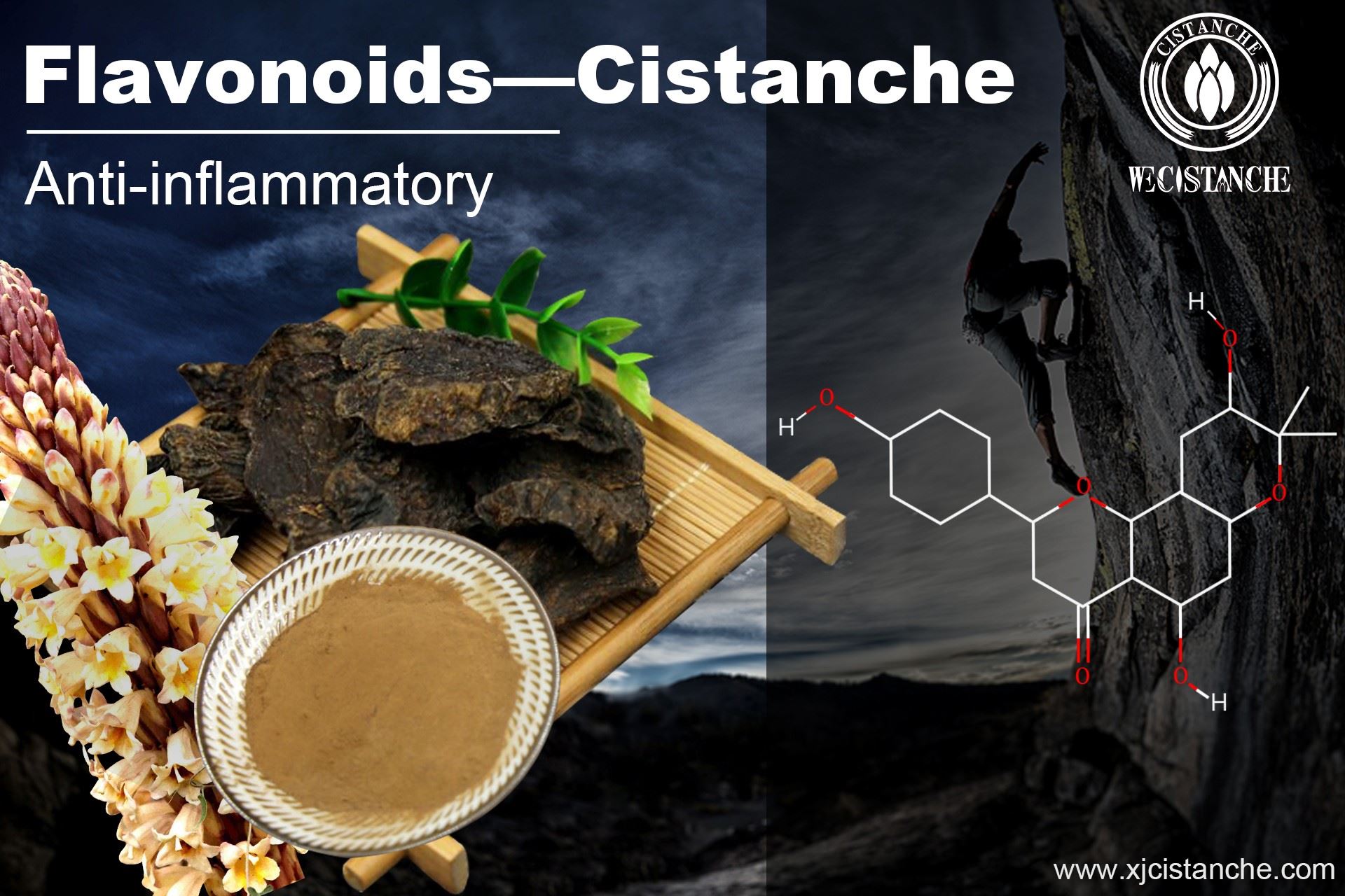 Flavonoids-Cistanche anti-inflammatory Flavonoids-Cistanche anti-inflammatory