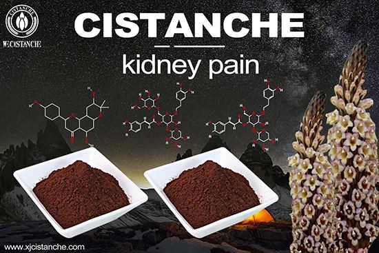 cistanche is good for choric kidney disease