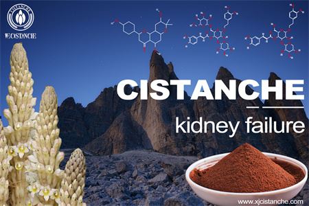 cistanche-kidney failure-1(43)
