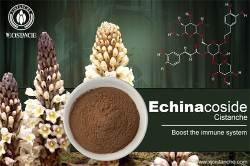 echinacoside in cistanche (2)