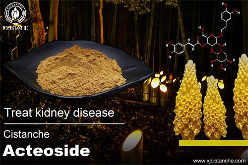 cistanche can treat kidney disease improve renal function