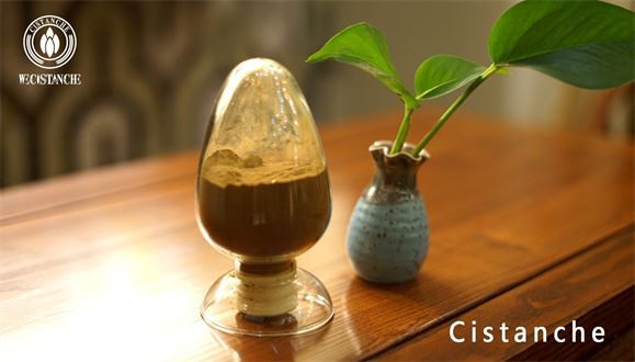 Cistanche extract