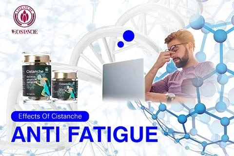 Cistanche antifatigue function (5)