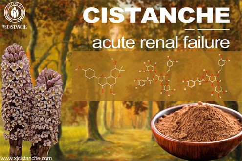Cistanche extract benefit: preventing acute kidney injury