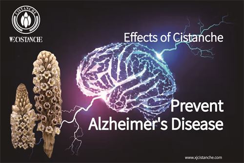 effects of herb cistanche for AD