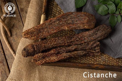 cistanche tubolosa