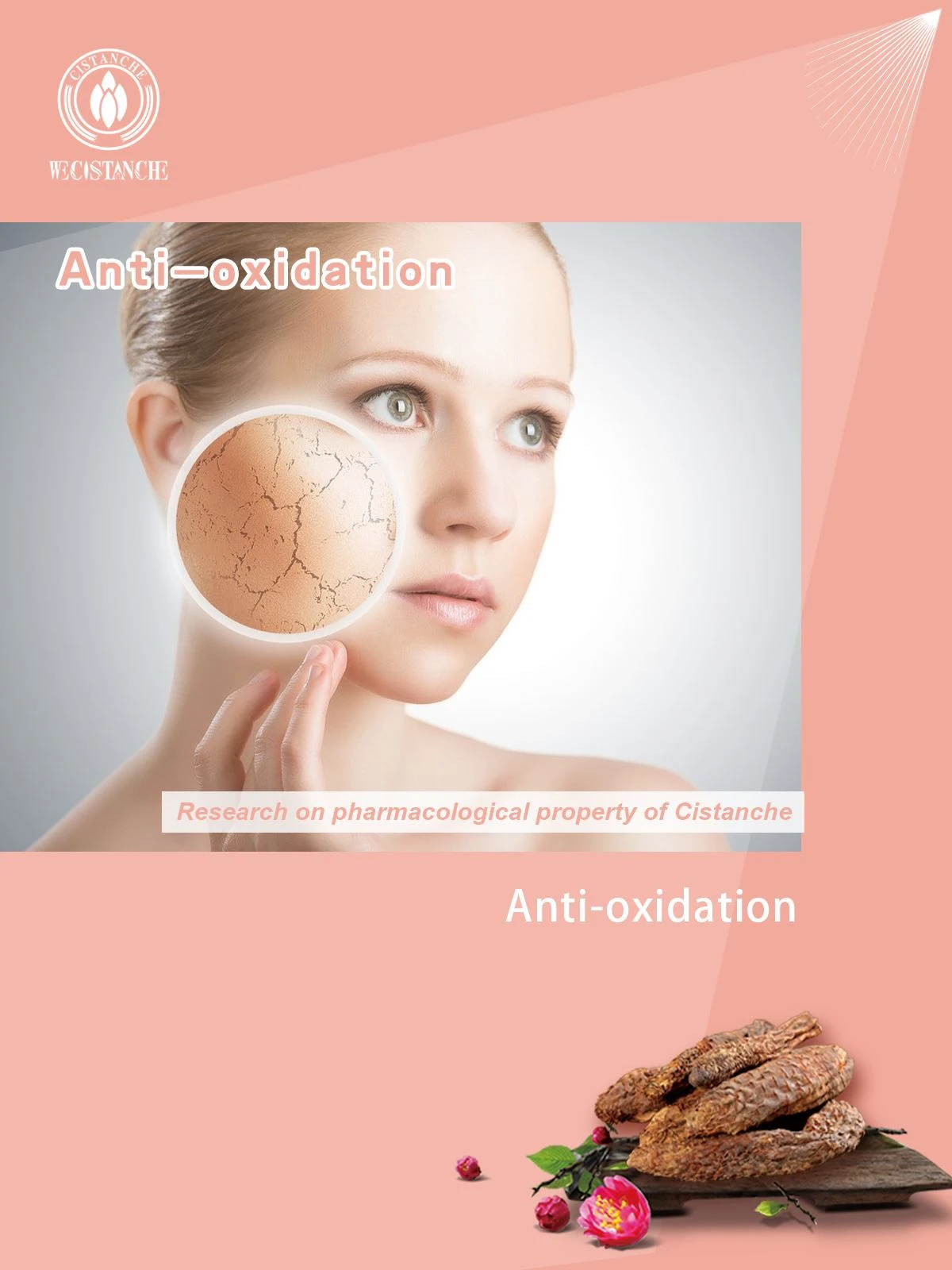 Cistanche has effect of anti-oxidation