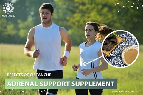 effects of cistanche:adrenal support supplement effects of cistanche:adrenal support supplement