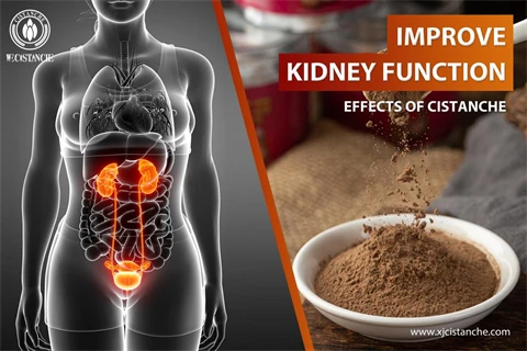 cistanche tubulosa extract benefits cistanche tubulosa extract benefits