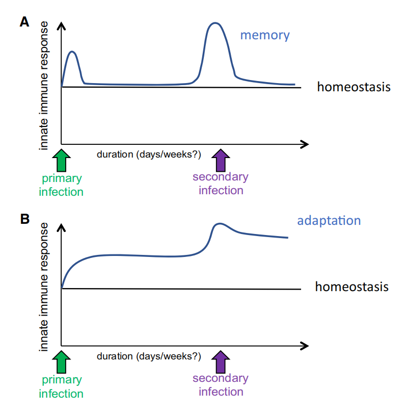 cistanche tubulosa in chinese cistanche tubulosa in chinese
