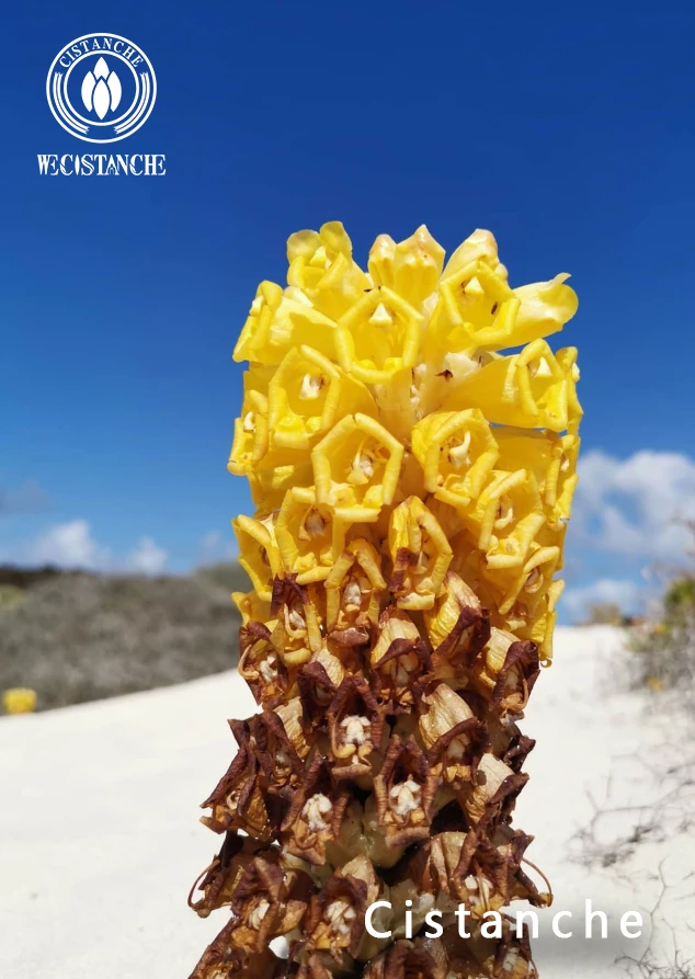 cistanche extract