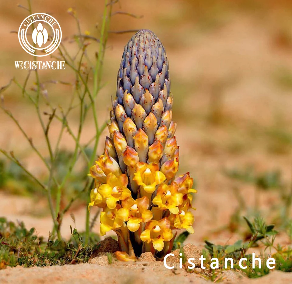 cistanche male benefits