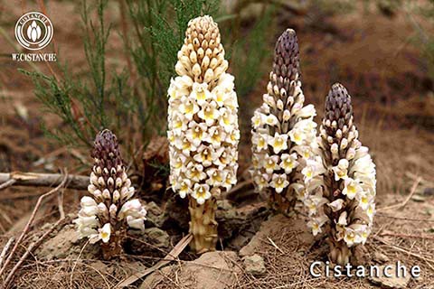 best herb treating erectile dysfunction