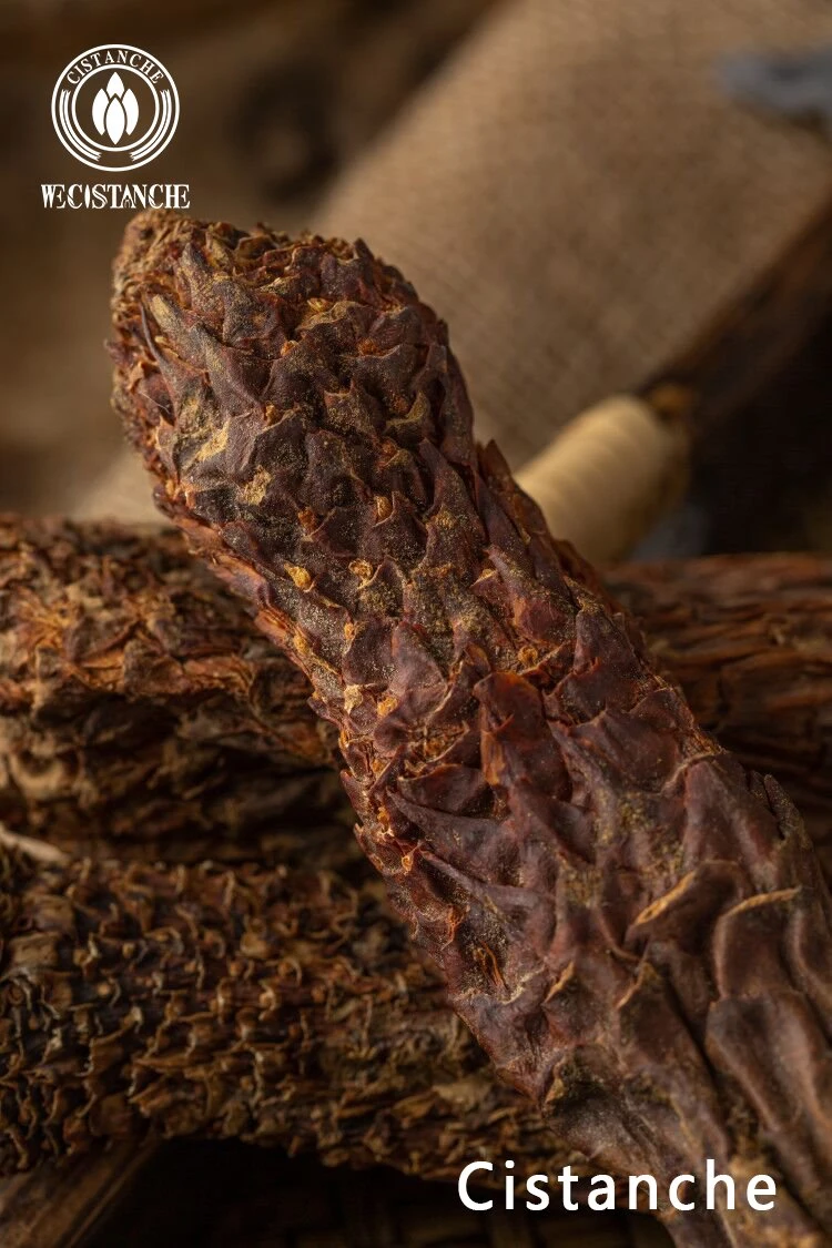 Cistanche root Cistanche root