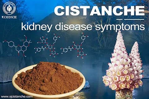 reduce creatinine cistanche 