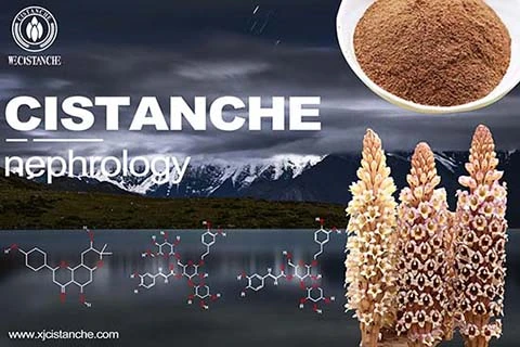 reduce creatinine cistanche 