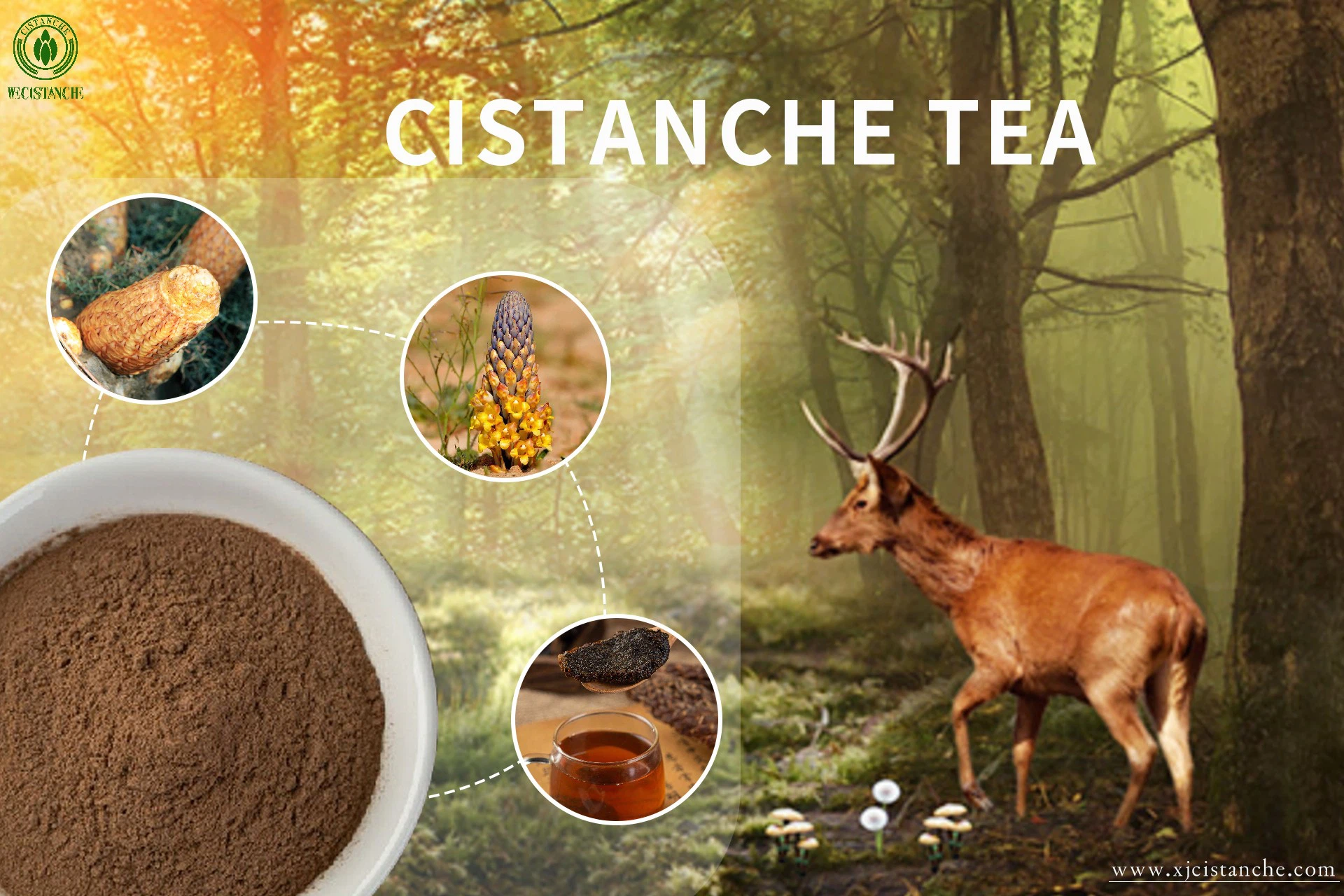 Cistanche tea