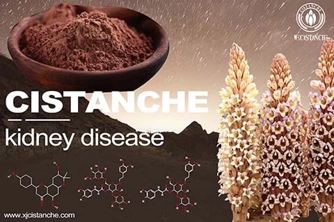 cistanche Chronic Renal Failure cistanche Chronic Renal Failure